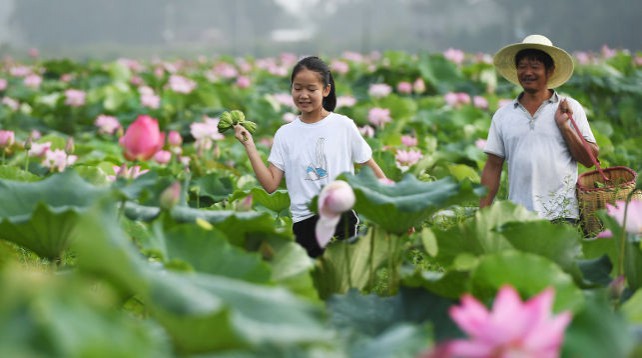 В Китае собирают семена лотоса