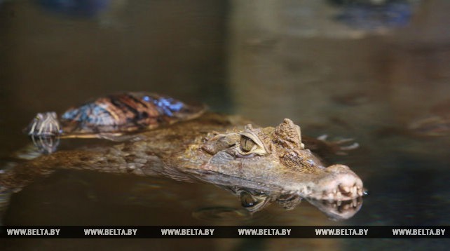 В Минском зоопарке вылупились 17 крокодиловых кайманов