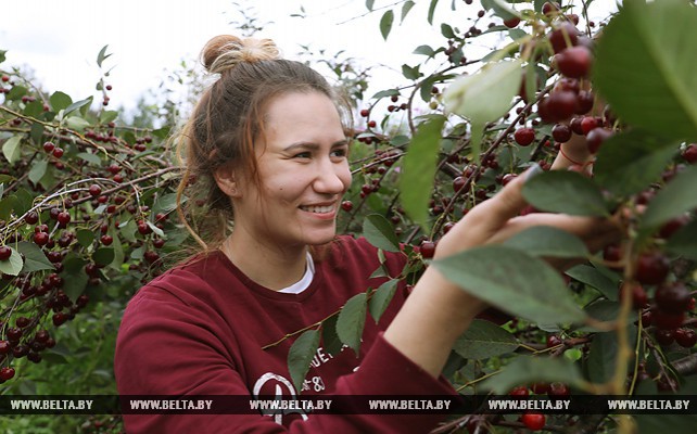 В хозяйствах Могилевского района собирают урожай фруктов и ягод