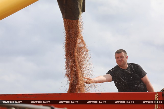 Хлеборобы Витебского района приступили к уборке зерновых