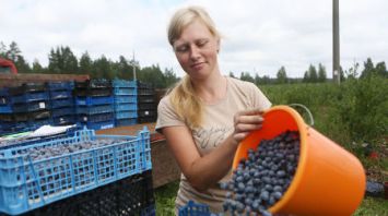 Голубика под Гродно радует хорошим урожаем