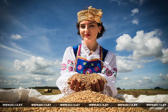 Барановичский район первым в Брестской области намолотил 100 тыс. т зерна
