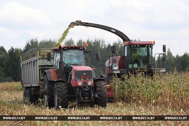 В Гомельской области приступили к уборке кукурузы на силос