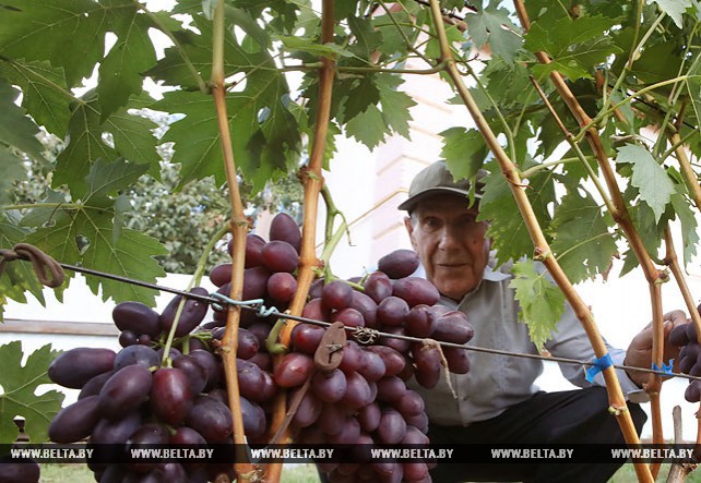 В Ельске прошел мастер-класс по выращиванию винограда