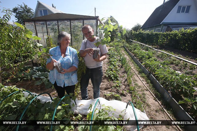 Дачница в Гомельском районе выращивает около 60 сортов винограда