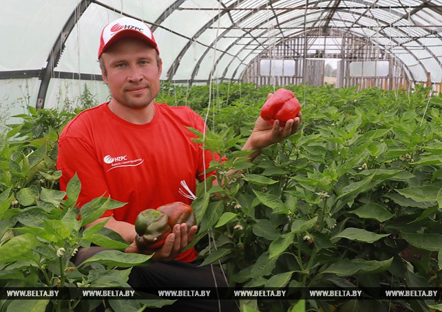 Хозяйства Могилевского района убирают овощи