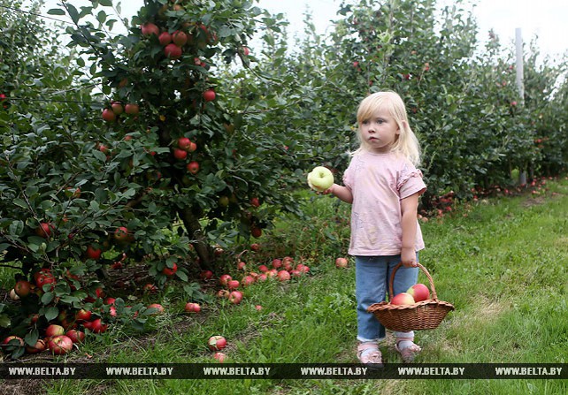 В СПК "Прогресс-Вертелишки" собирают урожай яблок