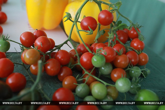 Сотрудники БГСХА создают высокоурожайные сорта томата и сладкого перца