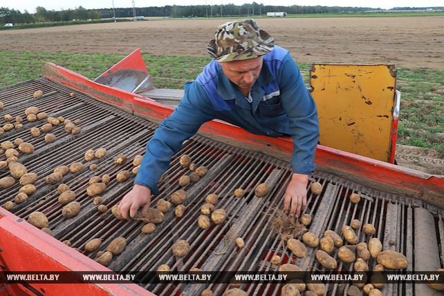 В Могилевском районе убирают картофель