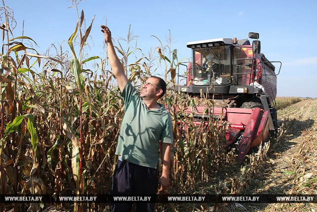 В Гомельской области в 10 раз увеличили темпы уборки кукурузы к уровню 2017 года