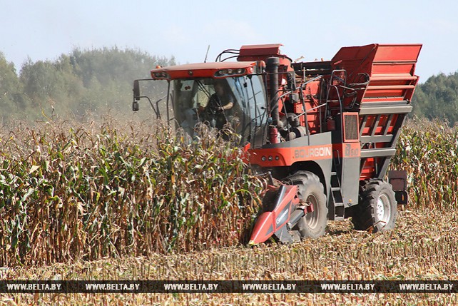 Уборка кукурузы на зерно идет в Гомельской области