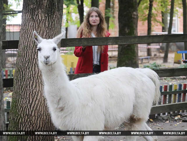 В Витебском зоопарке поселилась белая лама