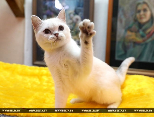 Республиканская выставка кошек прошла в Витебске
