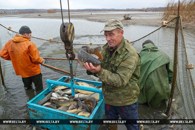 Рыбхоз "Свислочь" планирует в этом году реализовать около 550 т рыбы