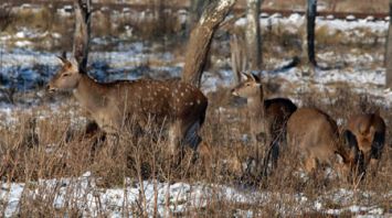 Зоологический сад Могилевского агролесотехнического колледжа