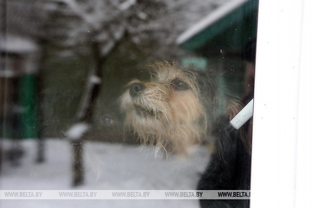 Приют для бездомных и больных домашних животных содержит жительница Речицкого района