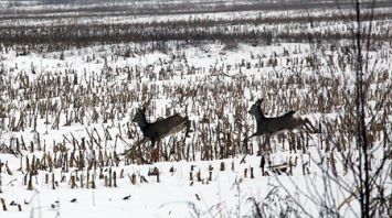 Показательная охота на копытных прошла в Гомельском районе