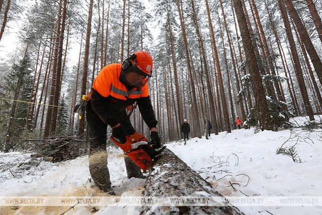 Электронная система учета древесины проходит тестирование в лесхозах Беларуси