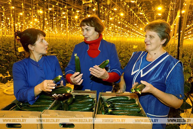 Первые огурцы нового урожая собрали овощеводы тепличного комбината ОАО "Рудаково"