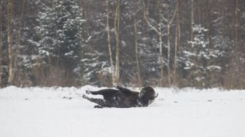 Зубры в Налибокской пуще