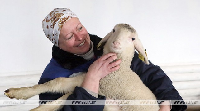 В КСУП "Хутор Агро" до конца года планируется увеличить стадо овец до 300 особей