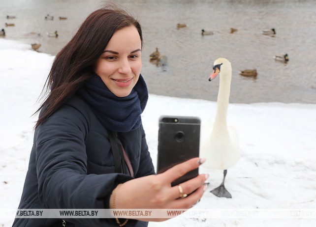 Стая лебедей поселилась в Витебске