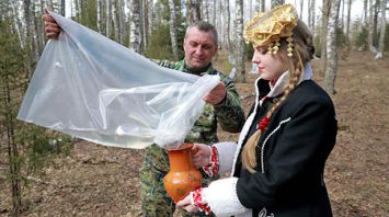 Заготовка сока проходит в Чаусском лесхозе