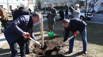 Кленовый сквер высадили в Гродно к юбилею создания КГК