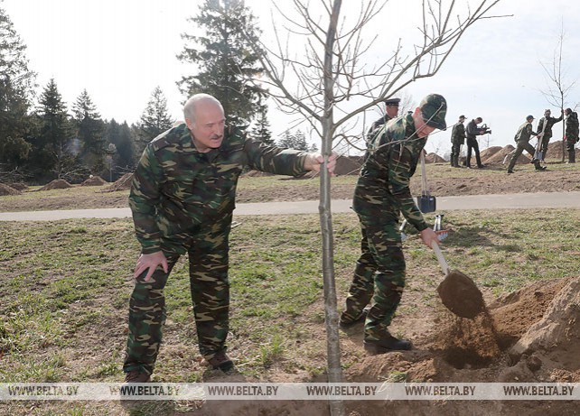 Лукашенко принял участие в посадке деревьев на "Линии Сталина"