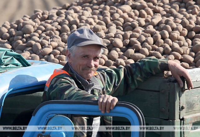 В Мозырском районе завершается посадка картофеля