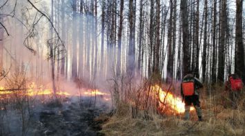 В Столинском районе горят Ольманские болота