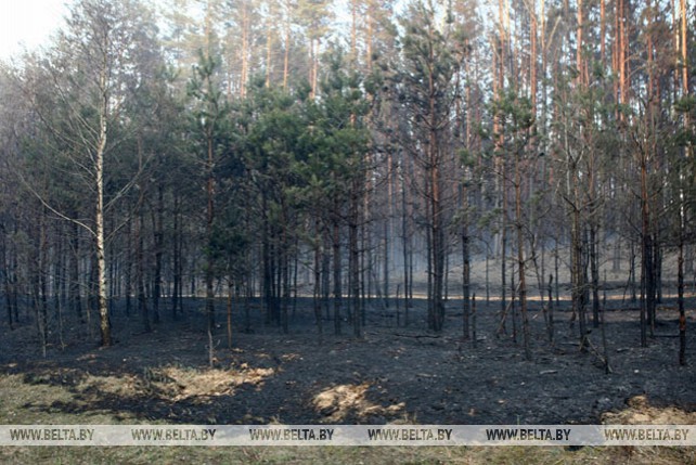Лесной пожар под Гродно локализован