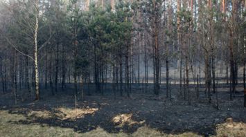 Лесной пожар под Гродно локализован