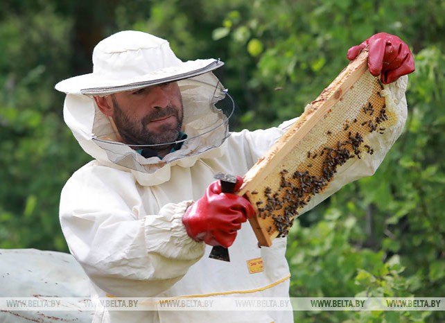 В Чаусском лесхозе заготавливают мед