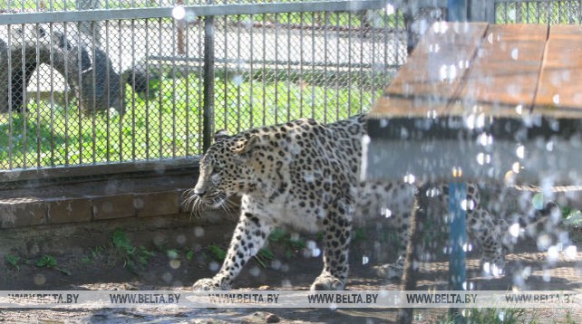 В Гродненском зоопарке животные спасаются от жары