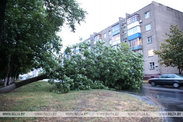 Непогода в Беларуси: поваленные деревья, беседки и нарушенное электроснабжение