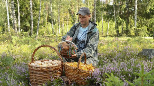 В белорусских лесах грибной сезон