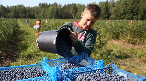 Урожай голубики в СПК "Прогресс-Вертелишки" выше прошлогоднего на 70%