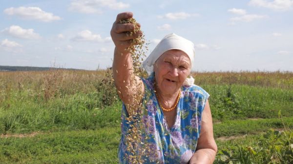 В Могилевском районе идет уборка зерновых на частных подворьях