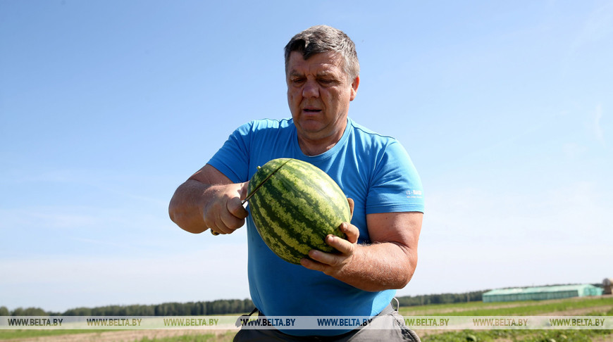 Фермер из Смолевичского района выращивает арбузы
