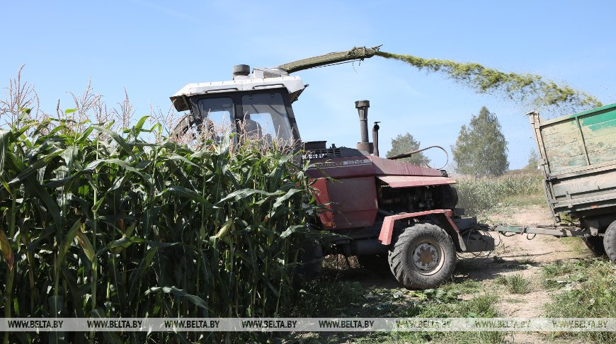 Все районы Гомельской области приступили к уборке кукурузы на силос