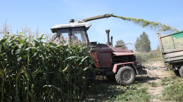 Все районы Гомельской области приступили к уборке кукурузы на силос