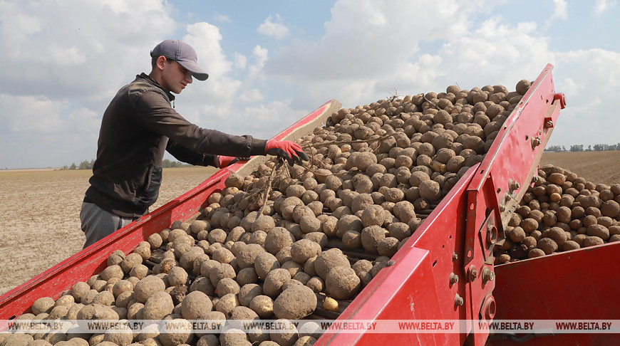 В Кировском районе идет уборка картофеля