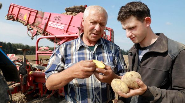 В Кировском районе идет уборка картофеля