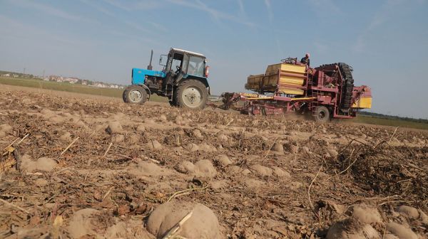 Уборка свеклы в Могилевском районе