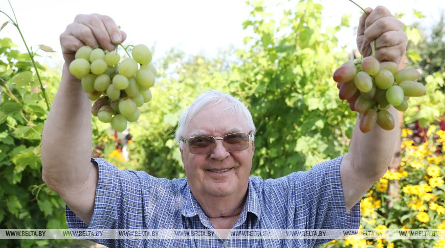 Около 170 сортов винограда выращивает пенсионер Валерий Помельников на дачном участке