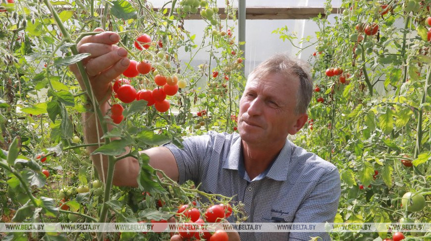 Сотрудники БГСХА выводят новые сорта томатов и перца