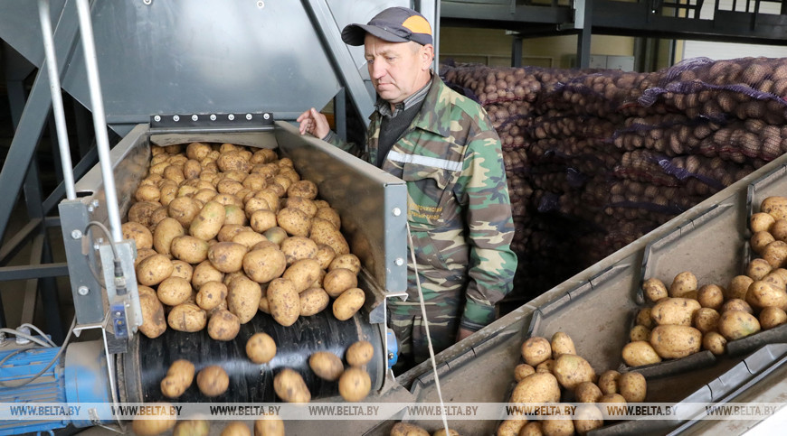 Уборка картофеля идет в Толочинском районе