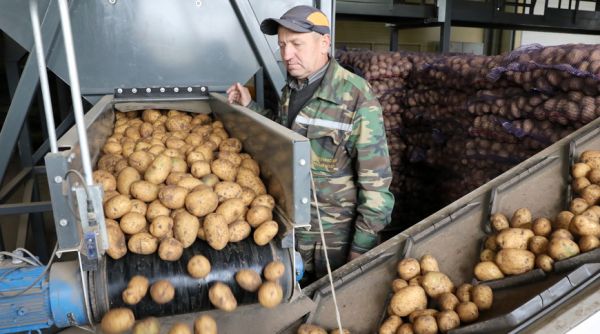 Уборка картофеля идет в Толочинском районе