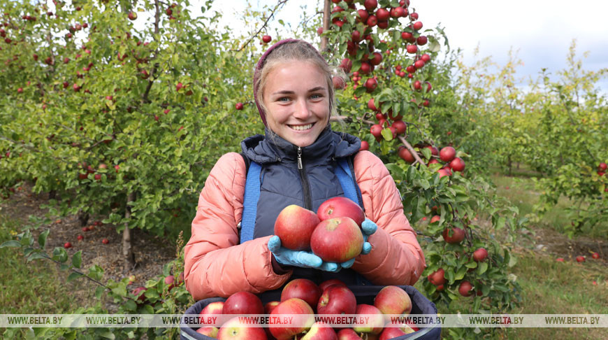Около 3 тыс. т яблок и груш планируется собрать с плантаций Толочинского консервного завода
